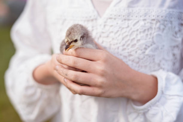 Close up of a young girl’s hands carefully holding a chick. Photographed at autumn time on an organic farm on the island of Møn Denmark. Horizontal format with the focus on the chick which is being held in the hands of the young girl.