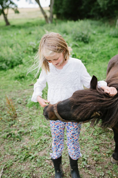 niña alimentando sus zanahorias frescas de caballo. - horse child animal feeding fotografías e imágenes de stock