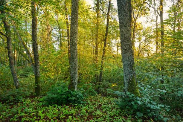 istock morning forest on the hills in Latvia 907729978