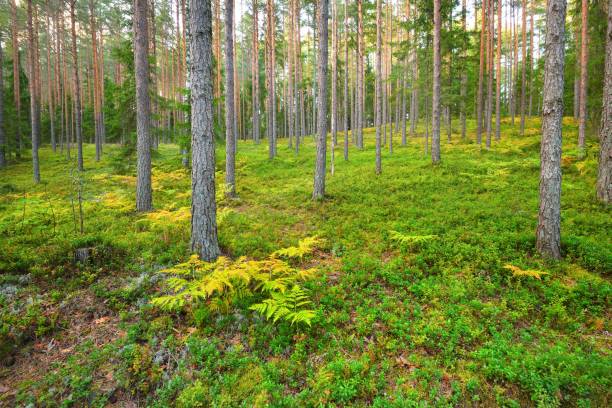 istock Northern pine forest in Latvia 907739992