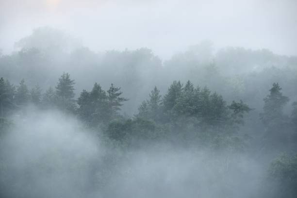 istock Forest in Sugulda covered in strong for 907740098