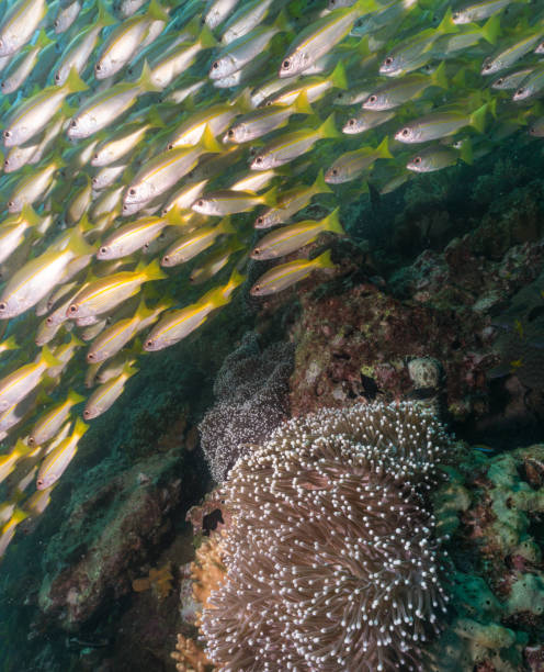 istock Underwater image of healthy Anemone Coral Reef tropical School Snapper (Lutjanus lutjanus) fish 907740364
