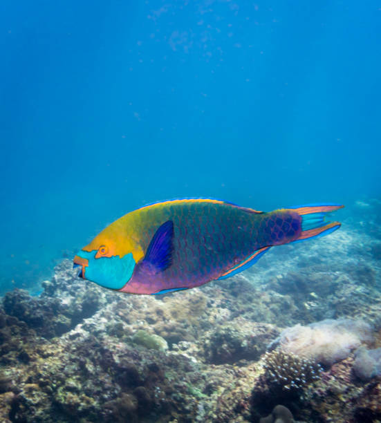 istock Underwater image of Parrotfish (Scarus prasiognathos) on bleached coral reef 907740466