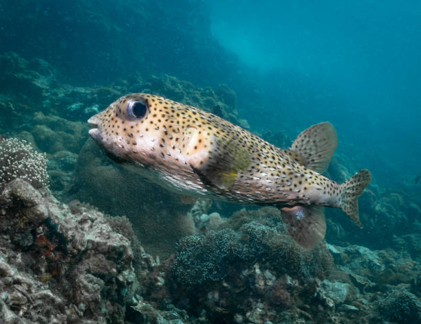Porcupine pufferfish (diodon hystrix) being cleaned by cleaner fish (labroides dimidiatus) at cleaning station , Bali, Indonesia