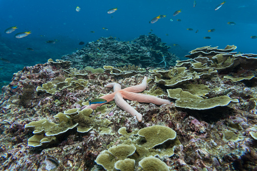 An underwater image of a Sea Starfish (Linckia laevigata).  On this coral reef there are some living Maze coral (Montipora), however also the devastating effects of Coral bleaching as a result of Global Warming. The Summer has been hot and these corals are distressed and dying due to the ocean temperature rising and causing loss of endosymbiotic algae from the coral.  Image was taken whilst scuba diving at Phi Phi, Thailand.