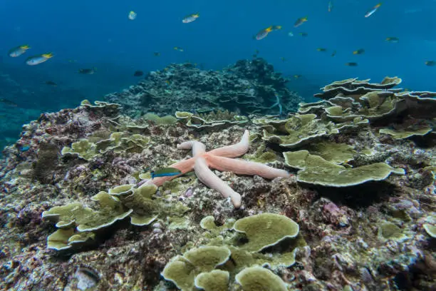 Photo of Sea Star Fish (Linckia laevigata) on reef with coral bleaching