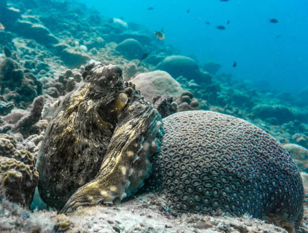 podwodny obraz reef octopus (octapus cyanea) camoflauged na rafie koralowej - day octopus zdjęcia i obrazy z banku zdjęć