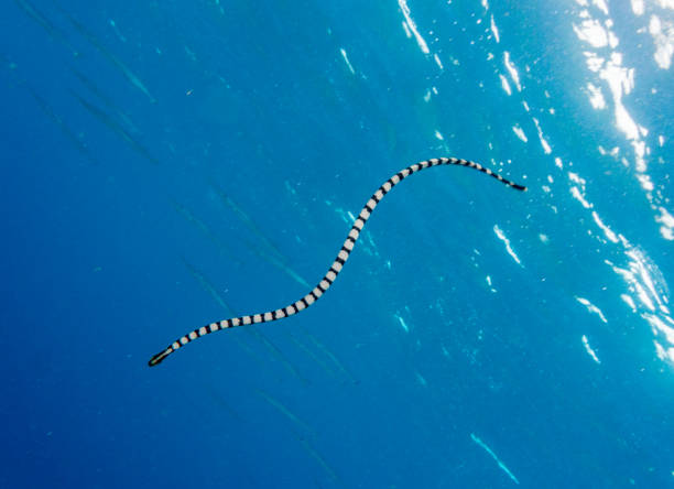 istock Underwater image of Banded Sea Krait Snake (Laticauda colubrina) 907740772