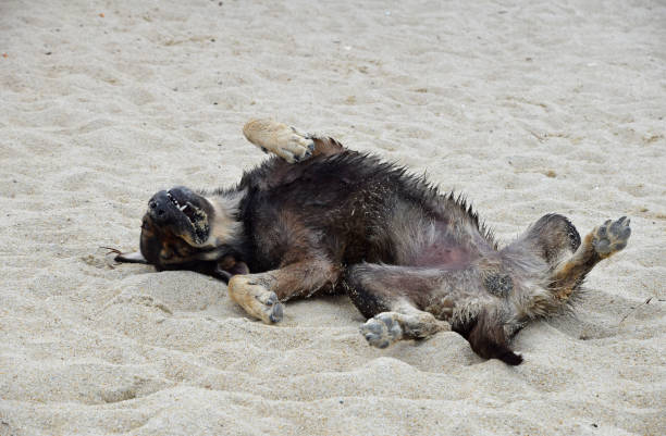 istock High Angle View Of Dog Relaxing On Sand At Beach 907741510