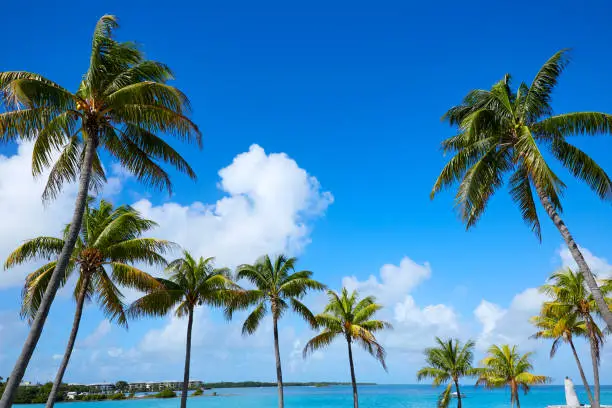 Florida Keys Palm trees in sunny day at Florida USA