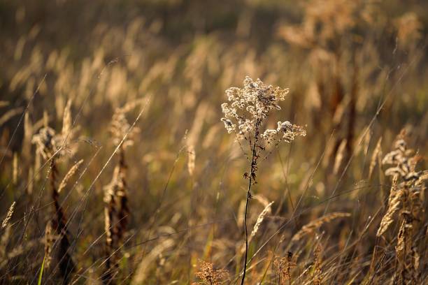 istock Grass close-up during the sunset 907745398