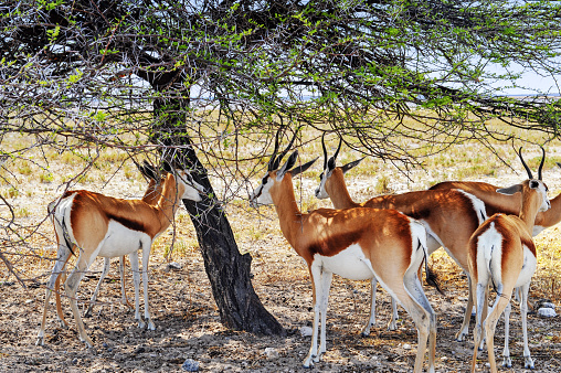 Springbok standing in the shade of the acacia tree during the heat of the day while staying alert for predators.