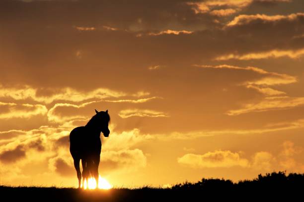 istock Standing horse at sunset 907752594