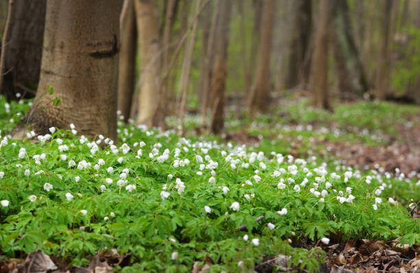 istock Wild Anemone flowers in the spring forest. Latvia 907752642