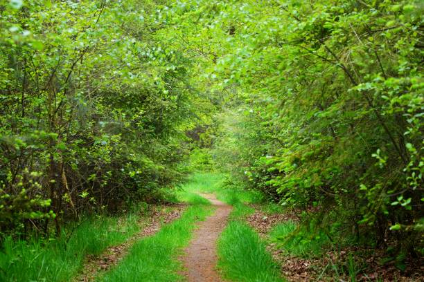 istock Walkway in a spring forest in the Netherlands 907753040