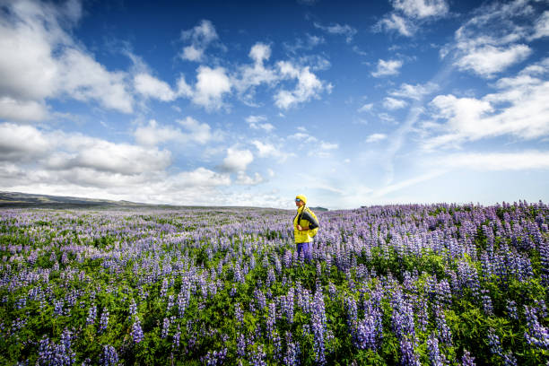 lupine blumenfeld in island - lupine single flower flower blue stock-fotos und bilder