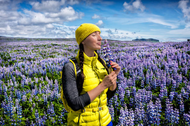 lupine blumenfeld in island - lupine single flower flower blue stock-fotos und bilder