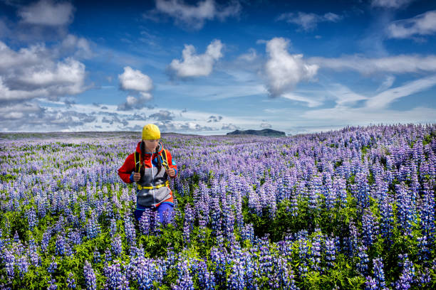lupine blumenfeld in island - lupine single flower flower blue stock-fotos und bilder