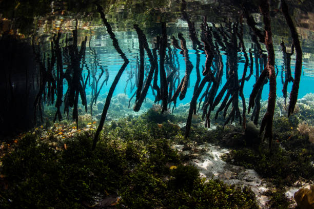 istock Mangrove Prop Roots in Blue Water Mangrove 907760610