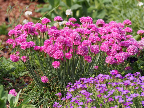 istock Armeria maritima with Aubrieta cultorum 907767828
