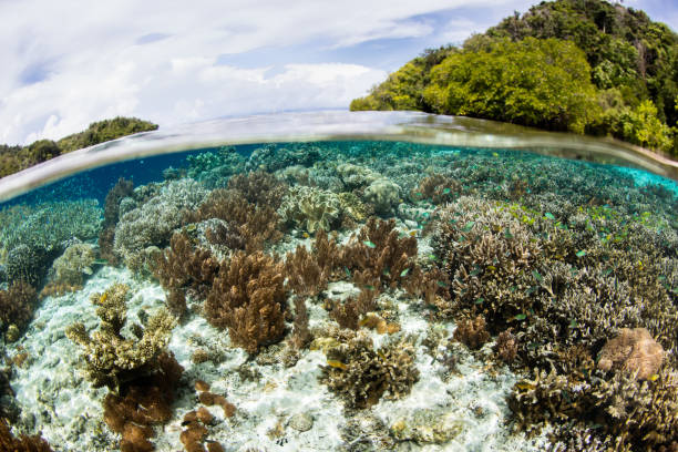 istock Gorgeous Corals in Raja Ampat Shallows 907769034