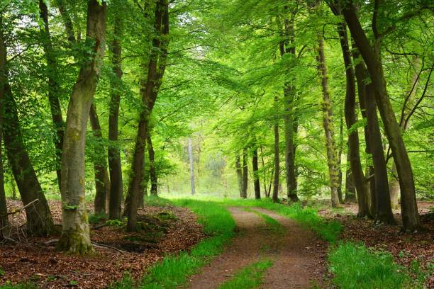 istock Walkway in a spring forest in the Netherlands 907775042