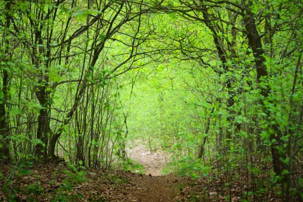 istock Walkway in a spring forest in the Netherlands 907775048
