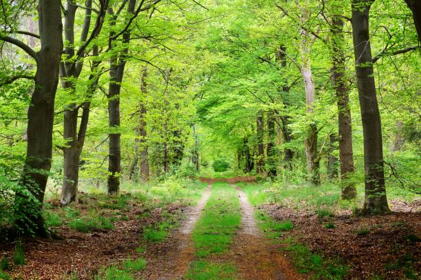 istock Walkway in a spring forest in the Netherlands 907775060