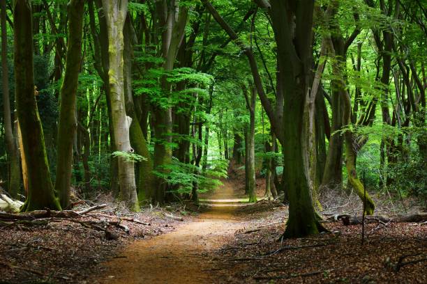 istock Walkway in a spring forest in the Netherlands 907775248