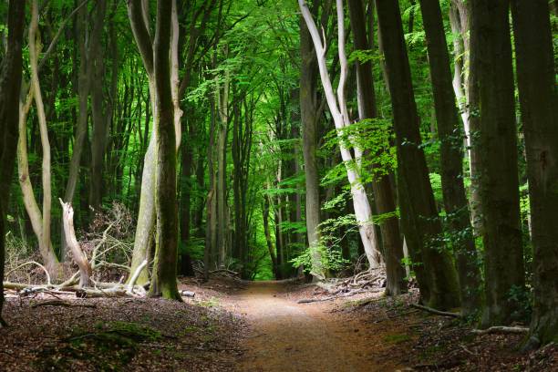istock Walkway in a spring forest in the Netherlands 907775258