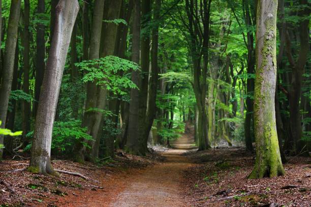 istock Walkway in a spring forest in the Netherlands 907775272