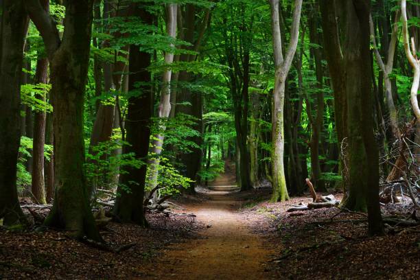 istock Walkway in a spring forest in the Netherlands 907775306