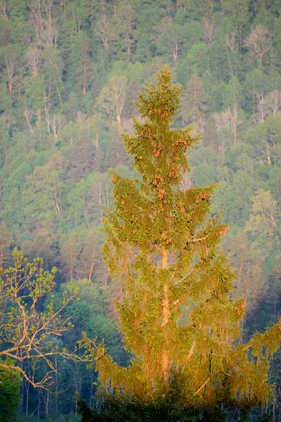 istock on Gauja river valley in spring in Sigulda, Latvia 907775430