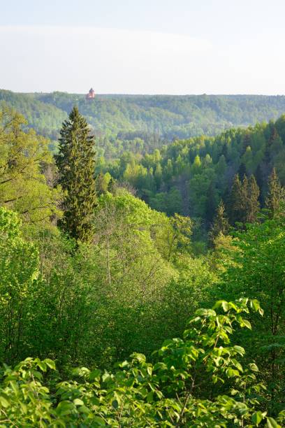 istock on Gauja river valley in spring in Sigulda, Latvia 907775472