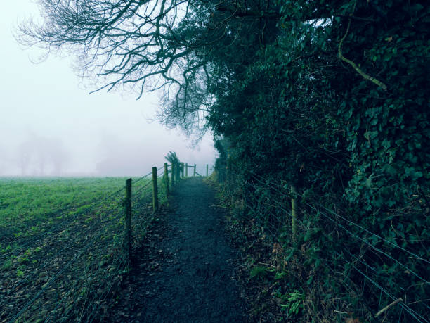 istock fogyy forest morning,Northern Ireland 907775552