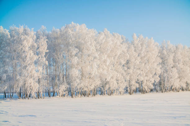 istock winter trees in frost and snow 907781726