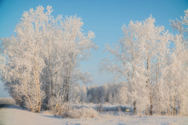 istock winter branches of trees in frost and snow 907781784