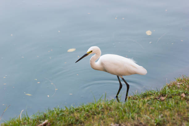 Eastern Great Egret walking in water And look for fish to eat.