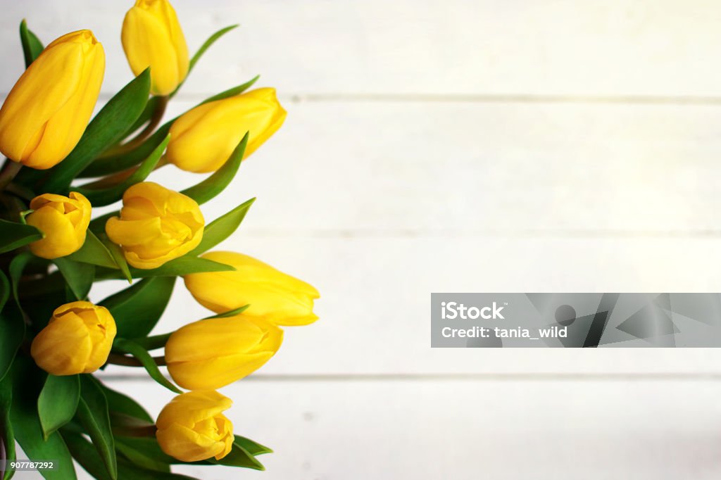Spring decorative composition. Bouquet of yellow tulips tied by green ribbon. Close up portrait on white wooden background Spring decorative composition. Bouquet of yellow tulips tied by green ribbon. Close up portrait on white wooden background. Tulip Stock Photo