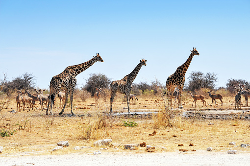 Three giraffes and kudus near the waterhole in th dry season.