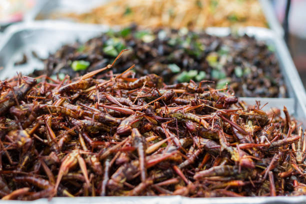 istock Fried insects - Grasshopper insect crispy, Thai food 907787532