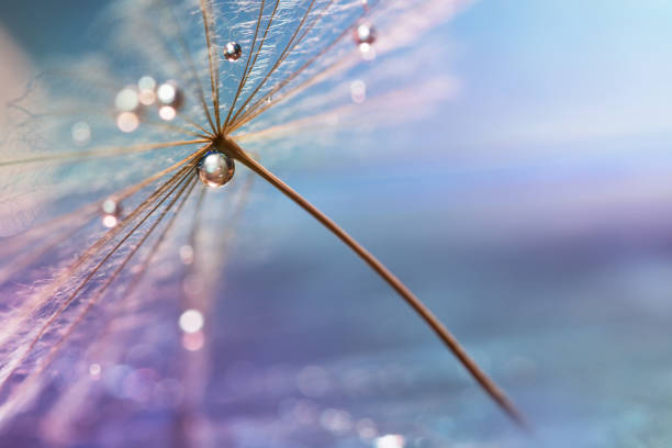 una gota de agua. una macro hermoso diente de león con una gota de agua. enfoque selectivo - dandelion water flower abstract fotografías e imágenes de stock