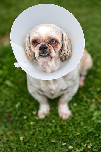 front view of cute dog with plastic collar after injury.vertical shot.
