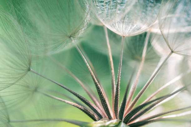 istock Dandelion seeds closeup. Abstract macro of a dandelion. Selective focus 907793036