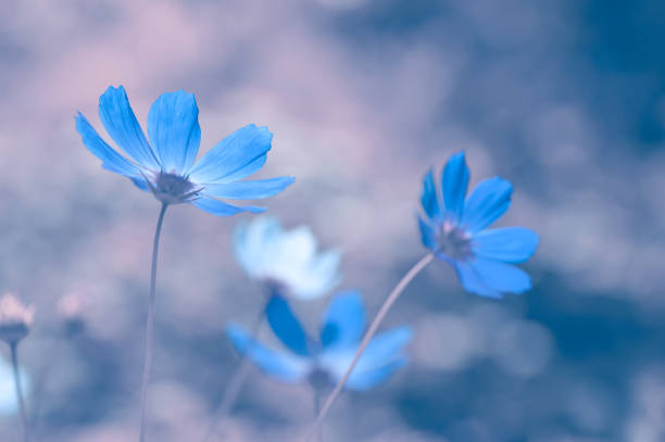 istock Blue flowers with delicate toning on a beautiful background. Soft selective focus. 907794508