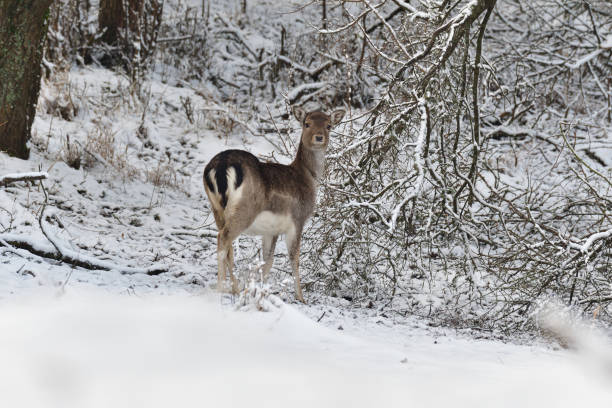istock herd of Fallow deer watching in the forest in the winter 907794594