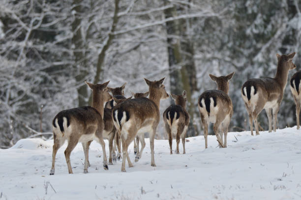 istock herd of Fallow deer watching in the forest in the winter 907796886
