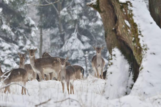 istock herd of Fallow deer watching in the forest in the winter 907796926