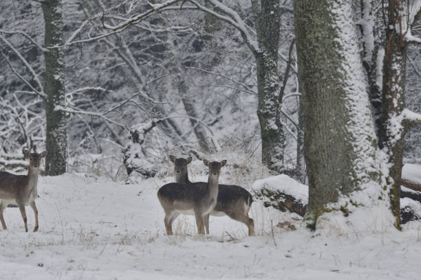 istock herd of Fallow deer watching in the forest in the winter 907796932