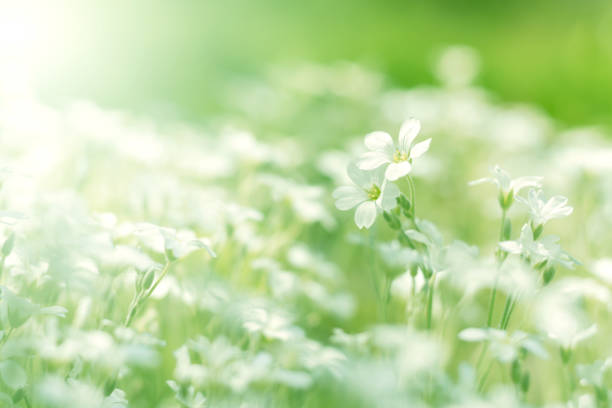 istock Little white flowers . White field flowers in sunlight. soft selective focus. 907799000